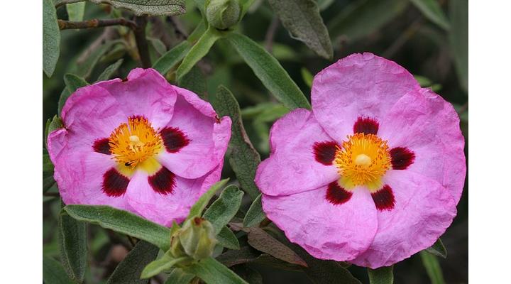 Bodorrózsa cistus tea