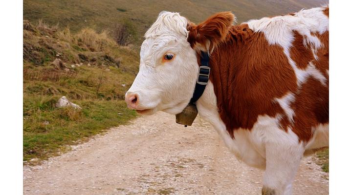 Colostrum mire jó