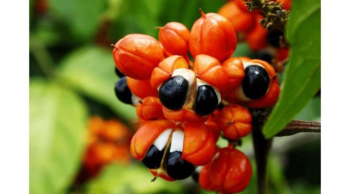 Guarana hatása mire jó