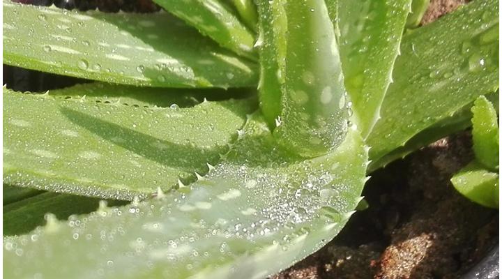Mire jó az aloe vera spray