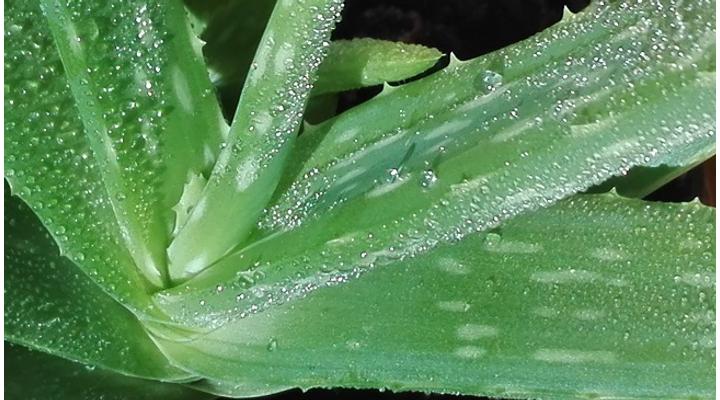 Pontosan mi az Aloe vera hatása?