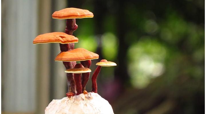Reishi adagolása és mellékhatásai