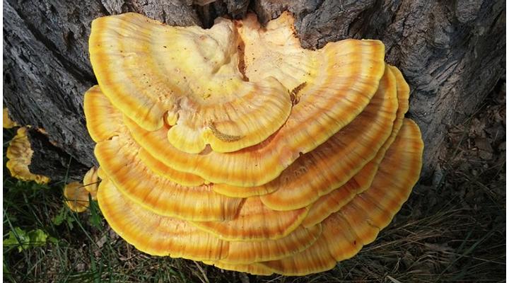 Reishi gomba 9 egészségügyi előnye