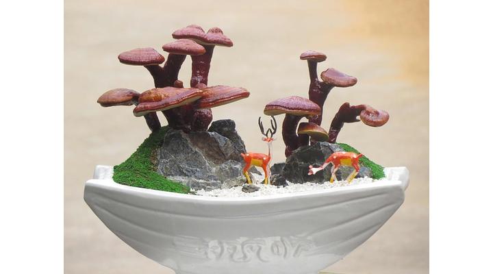 Reishi gomba jótékony hatásai