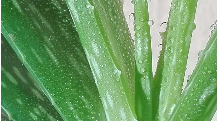 Terítéken az Aloe vera gél ára
