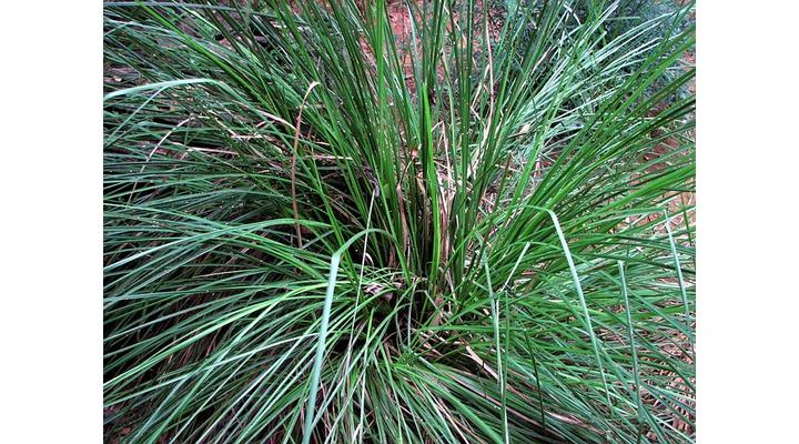 Vetiver