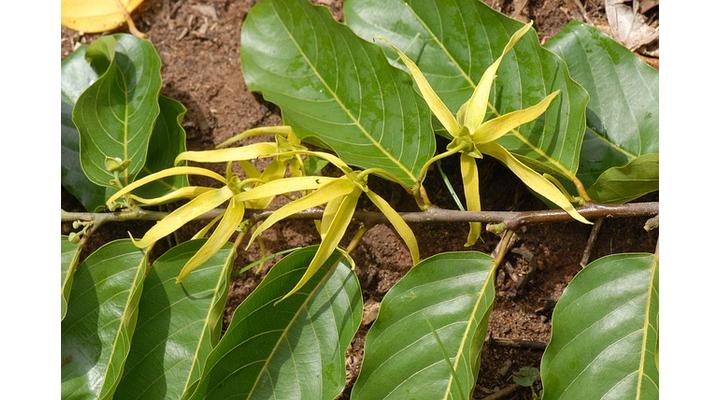 Ylang - ylang illóolaj