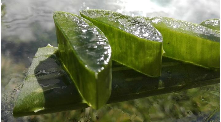 Aloe vera jótékony hatásai