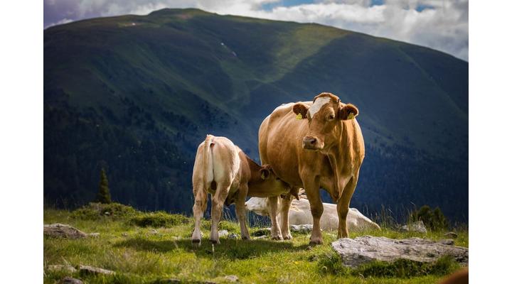 Colostrum használata