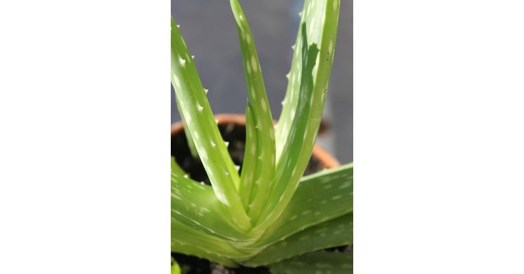 aloe vera káros hatásai