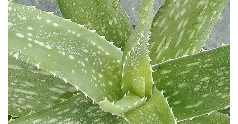 Aloe vera gél készítése | Gyógyszer Nélkül