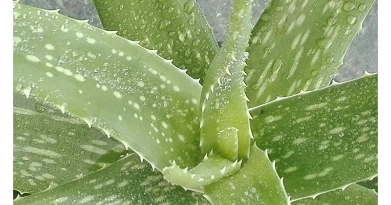 aloe vera a cukorbetegség kezelésében