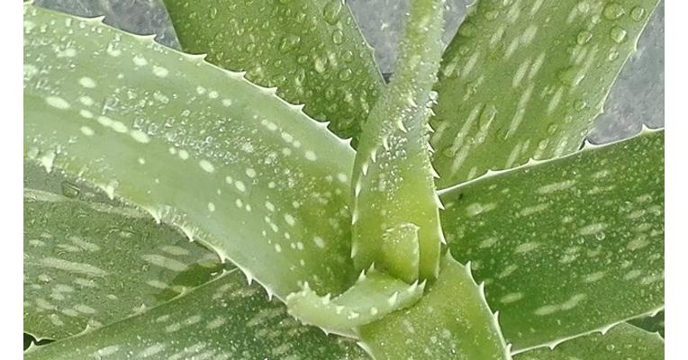 aloe vera cukorbetegség kezelésében 1 es cukorbetegség