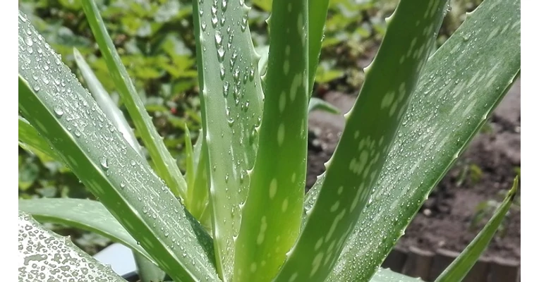 utopia aloe vera Organic Aloe Vera Gel  Public Goods
