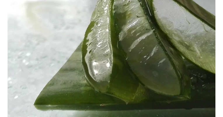 Az Aloe vera ital elnyei s hatsai